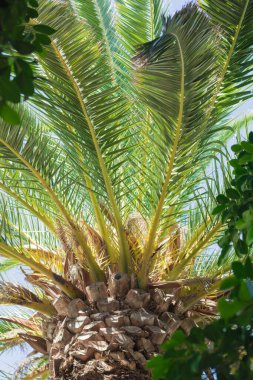 Mavi gökyüzünün arka planında güneş ışığıyla aydınlatılmış palmiye dalları. Alt manzara. Dikey fotoğraf