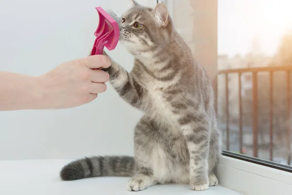 A gray tabby cat sits by the window and sniffs a brush or comb that a human hand holds out. Preparation for leaving, combing, familiarization. Horizontal photo. — Stock Photo, Image