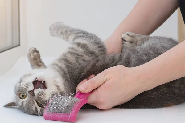 Close-up of a lying angry cat with an open mouth and an angry look. Human hands try to brush the cat with a special pet grooming brush. Horizontal photo. — Fotografia de Stock
