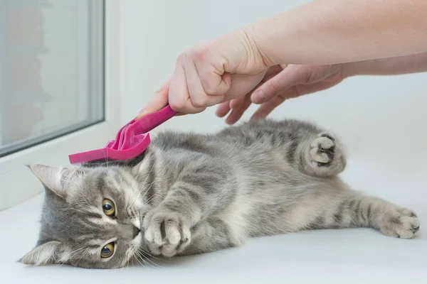 A gray cat lies on the procedure of combing wool with a special brush. The kitten, with folded paws, as if praying, endures this procedure. Funny expression on the face. Horizontal photo. — Fotografia de Stock
