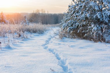 Kış güneşinin ışınlarıyla kaplı kar boyunca yalnız bir yol vardır, bir adamın izleri. Yatay fotoğraf, kış manzarası. Kış ormanı, çok kar..