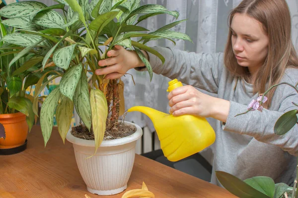 一个用黄色水壶浇灌室内花朵的少女 横向的照片 这样做的目的是帮助家长做家务活 这也是青少年做家务活的责任 图库图片