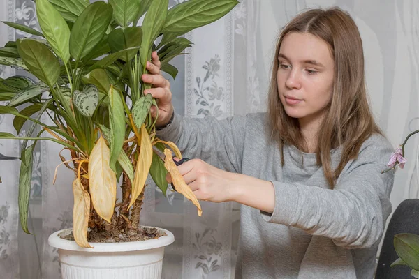 可爱的少女照顾家庭植物 修剪老旧枯萎的黄叶剪子主意 帮助父母做家务活 帮助青少年做家务活 免版税图库照片
