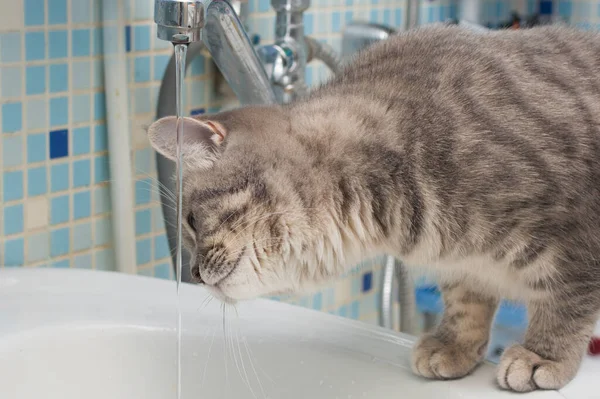 Gato Cinzento Fareja Água Torneira Água Está Correr Gato Está — Fotografia de Stock