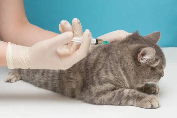 Gato Gris Vacunado Con Una Vacuna Gato Yace Con Cara Fotos de stock libres de derechos