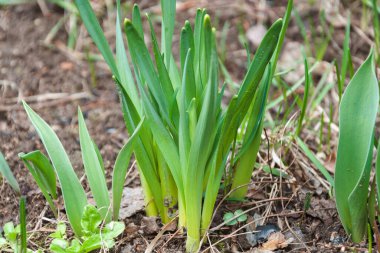 young green plants sprouted in early spring. first spring plants. idea - nature wakes up after a long winter, a new life cycle begins. horizontal photo, close-up