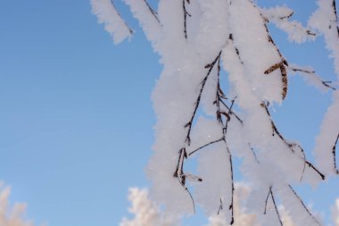 Karla kaplı donmuş ağaç dalı, yakın plan. Mavi gökyüzüne karşı kış sahnesi. Açık kış günü. Yatay fotoğraf.
