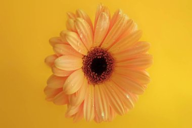Sarı arka planda sarı gerbera yakın plan. Yaprağın üzerine su damlıyor. Yatay fotoğraf.