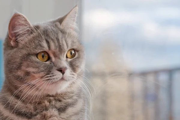 회색아름다운 고양이의 입을 클로즈업합니다. 노란 눈을 가진 고양이는 관심을 가지고 창밖을 내다본다. 수평 사진. 복사 공간 — 스톡 사진