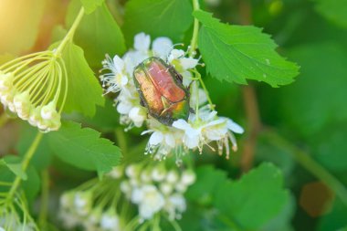 Metalik renkli güzel, parlak bir böcek beyaz bir çiçeğin üzerinde oturur. Doğa, böcekler. Yatay fotoğraf.
