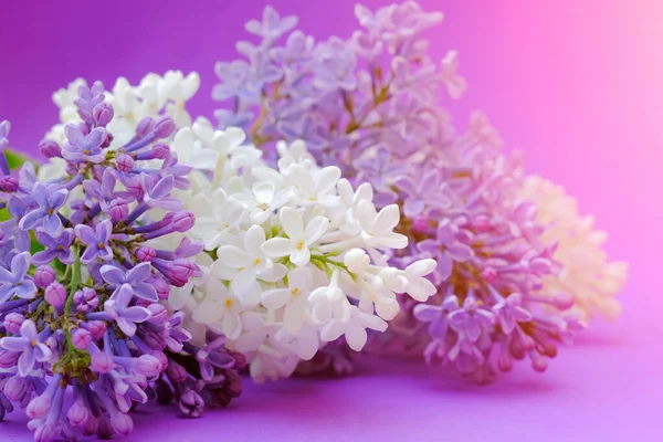 Na fioletowym tle są białe i fioletowe liliowe gałęzie. Miękkie światło słoneczne. Zbliżenie. Poziome zdjęcie. Miękkie skupienie. Pomysł - tapeta, pocztówka. — Zdjęcie stockowe