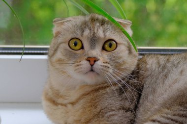 Sarı gözlü gri bir kedinin ağızlığı. Yatay fotoğraf, yakın plan.