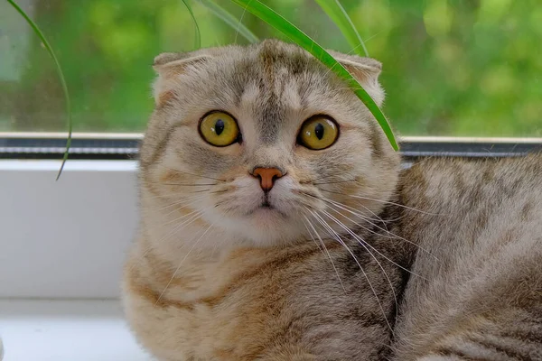 Sarı gözlü gri bir kedinin ağızlığı. Yatay fotoğraf, yakın plan.