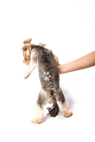 Kleine Yorkie pup met nieuw kapsel — Stockfoto