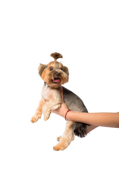 Funny Little Yorkie valp i den groomer hand — Stockfoto