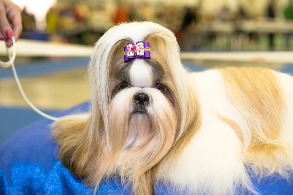 Well groomed Shih-tzu with long fur portrait — Stock Photo, Image