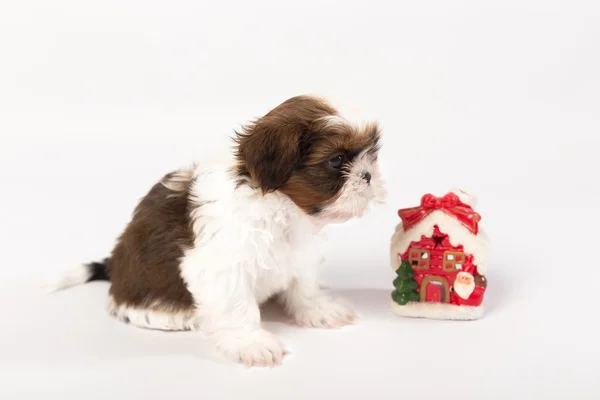 One cute little shih-tzu puppy with holliday candle — Stock Photo, Image