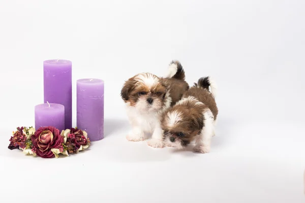 One cute little shih-tzu puppy with holliday candle — Stock Photo, Image