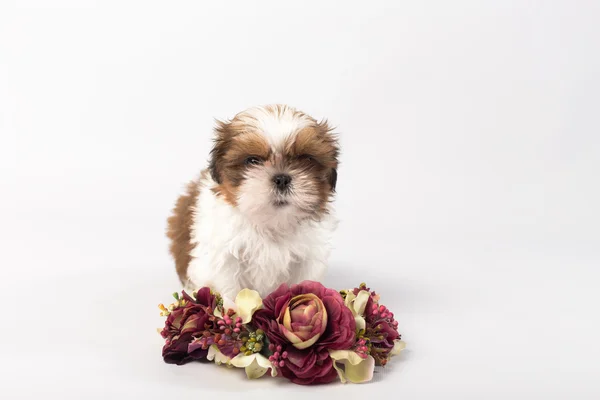 One cute little shih-tzu puppy with holliday candle — Stock Photo, Image