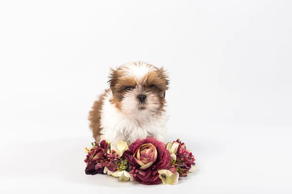 One cute little shih-tzu puppy with holliday candle — Stock Photo, Image