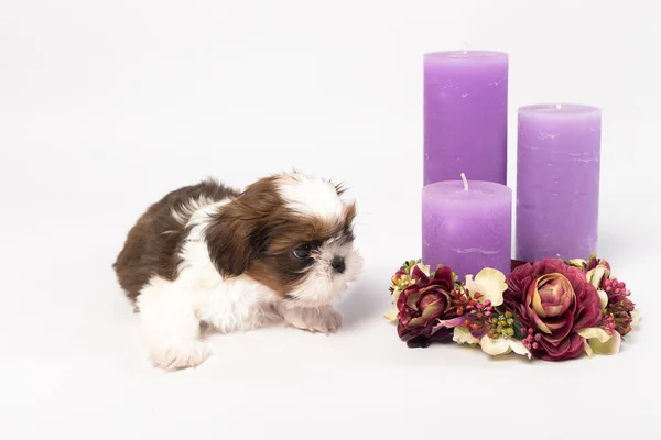 One cute little shih-tzu puppy with holliday candle — Stock Photo, Image