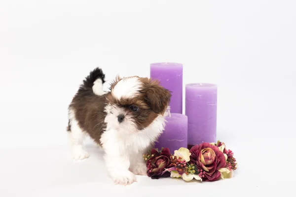 One cute little shih-tzu puppy with holliday candle — Stock Photo, Image