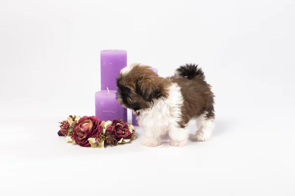 One cute little shih-tzu puppy with holliday candle — Stock Photo, Image