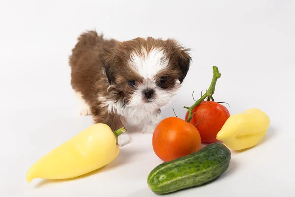 Little shih tzu cachorro con verduras —  Fotos de Stock