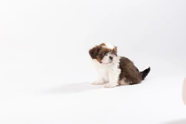 Um cachorrinho engraçado shih-tzu — Fotografia de Stock