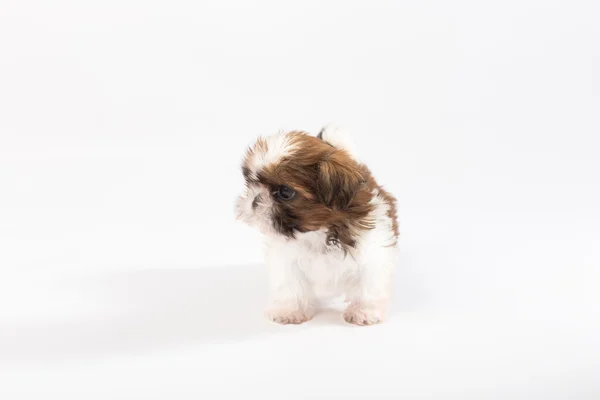 Egy vicces shih-tzu kiskutya — Stock Fotó