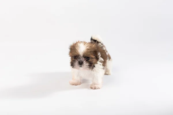Little cute shih tzu puppy in the woman's hand — Stock Photo, Image