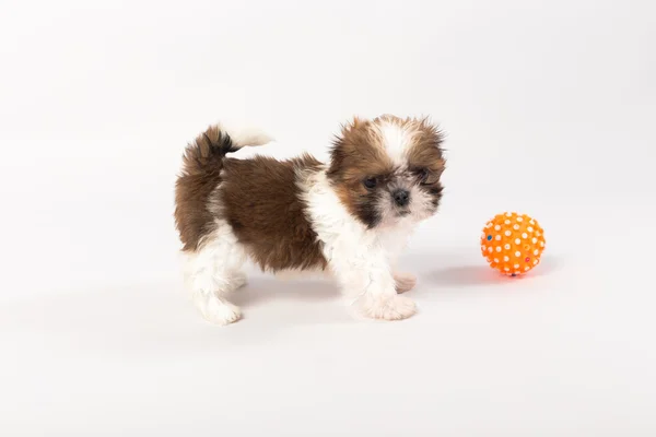 Little colored funny shih tzu puppy — Stock Photo, Image