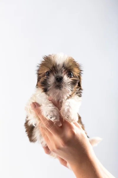 Pouco bonito shih tzu filhote de cachorro na mão da mulher — Fotografia de Stock