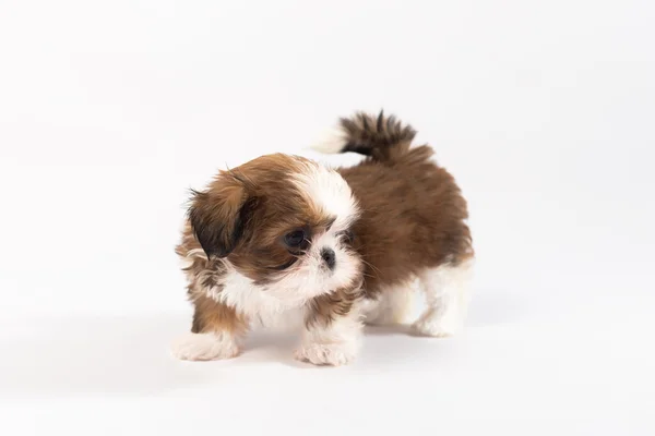 One funny shih-tzu puppy — Stock Photo, Image