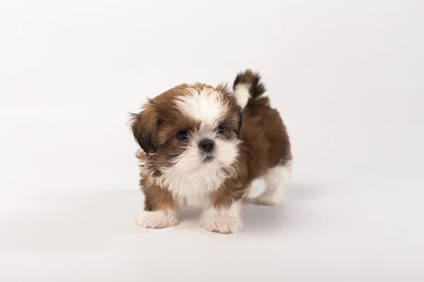 Egy vicces shih-tzu kiskutya — Stock Fotó