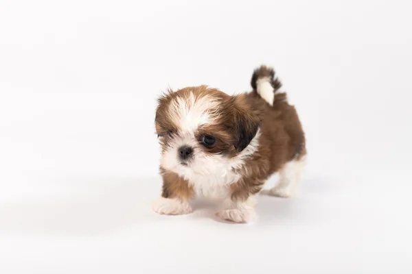 Um cachorrinho engraçado shih-tzu — Fotografia de Stock