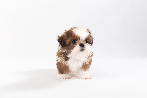 Un divertido cachorro shih-tzu — Foto de Stock