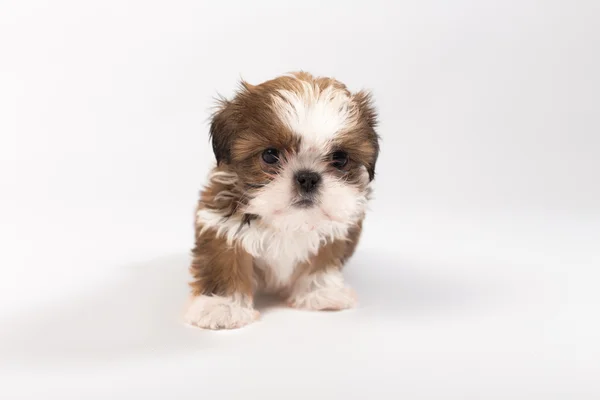 Egy vicces shih-tzu kiskutya — Stock Fotó