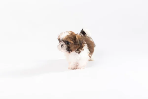 1 つの面白いシーズー子犬 — ストック写真