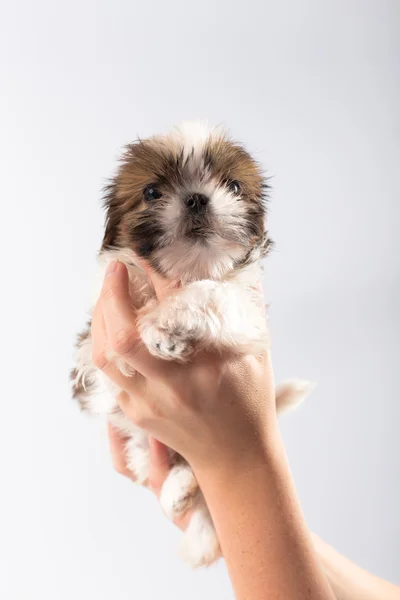 Małe słodkie szczeniak shih tzu w ręce kobiety — Zdjęcie stockowe