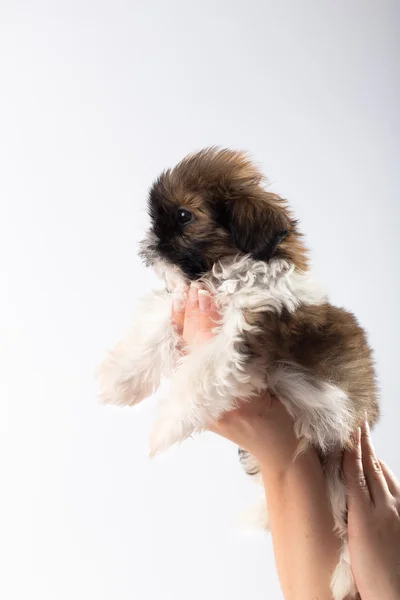 Pequeño lindo shih tzu cachorro en la mujer de — Foto de Stock