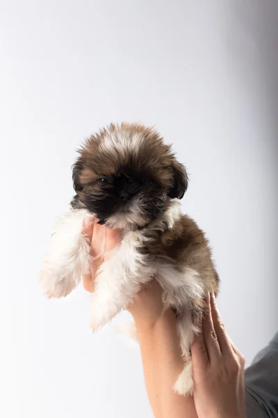 Pouco bonito shih tzu filhote de cachorro na mulher — Fotografia de Stock
