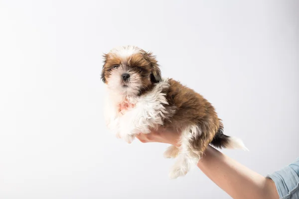 Pouco bonito shih tzu filhote de cachorro na mulher — Fotografia de Stock