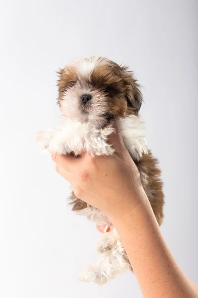 Pequeño lindo shih tzu cachorro en la mujer de — Foto de Stock