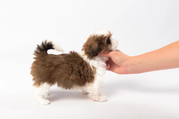 Pouco bonito shih tzu filhote de cachorro na mão da mulher — Fotografia de Stock