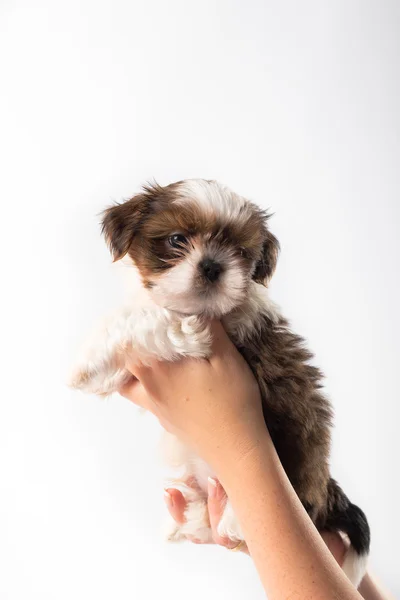 Pouco bonito shih tzu filhote de cachorro na mão da mulher — Fotografia de Stock