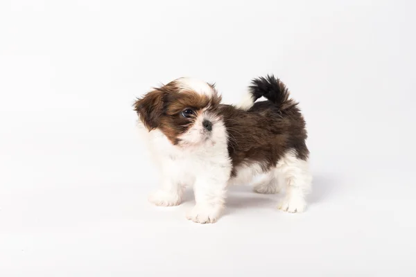 Egy vicces shih-tzu kiskutya — Stock Fotó