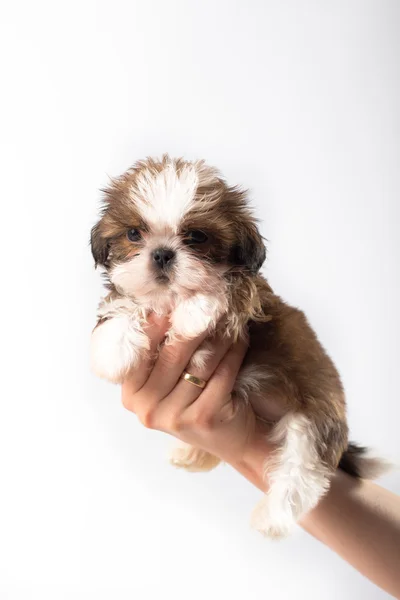 Egy vicces shih-tzu kiskutya — Stock Fotó