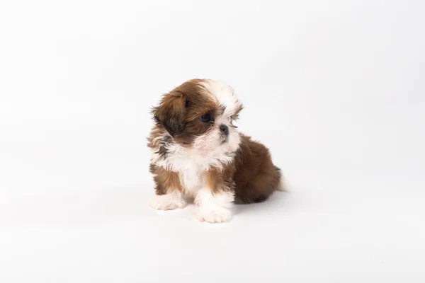 Un divertido cachorro shih-tzu — Foto de Stock