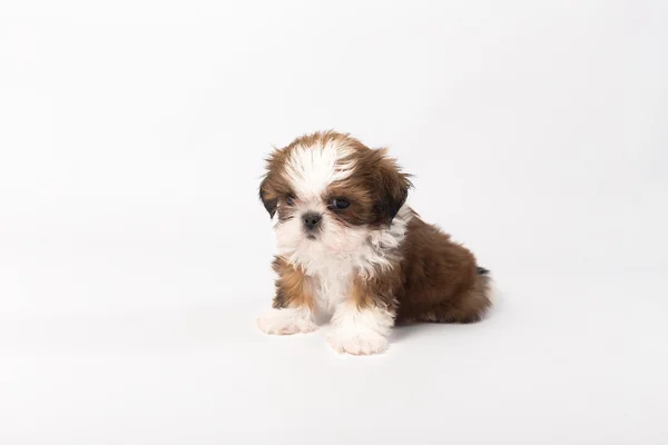 Bir komik shih-tzu puppy — Stok fotoğraf